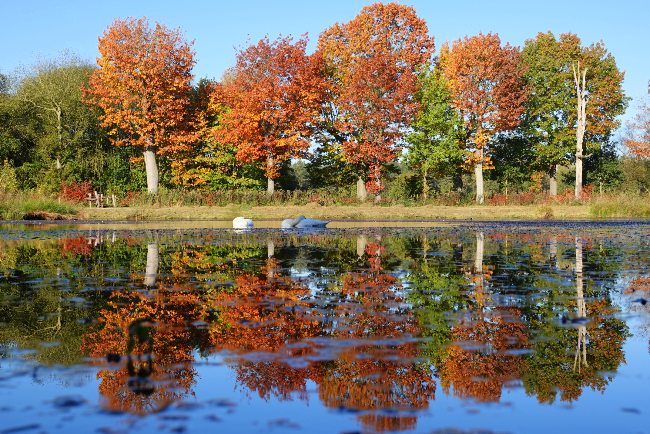 Herfstkleuren - Vallende bladeren - Natuur - Bomenrij 