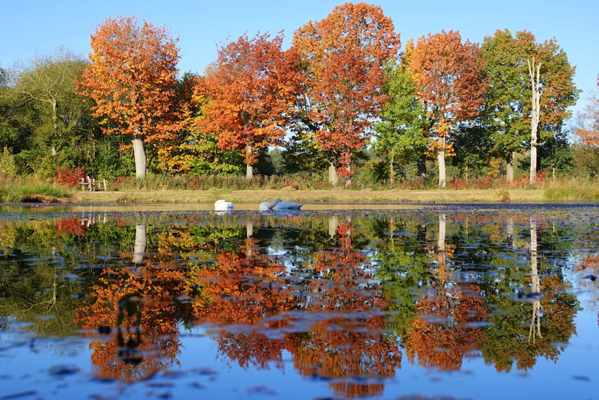Herfstkleuren - Vallende bladeren - Natuur - Bomenrij