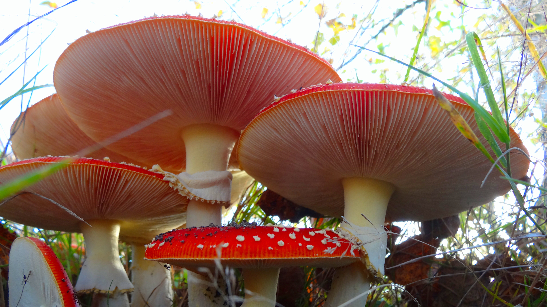 paddenstoel, herfst, oktober, vliegenzwam