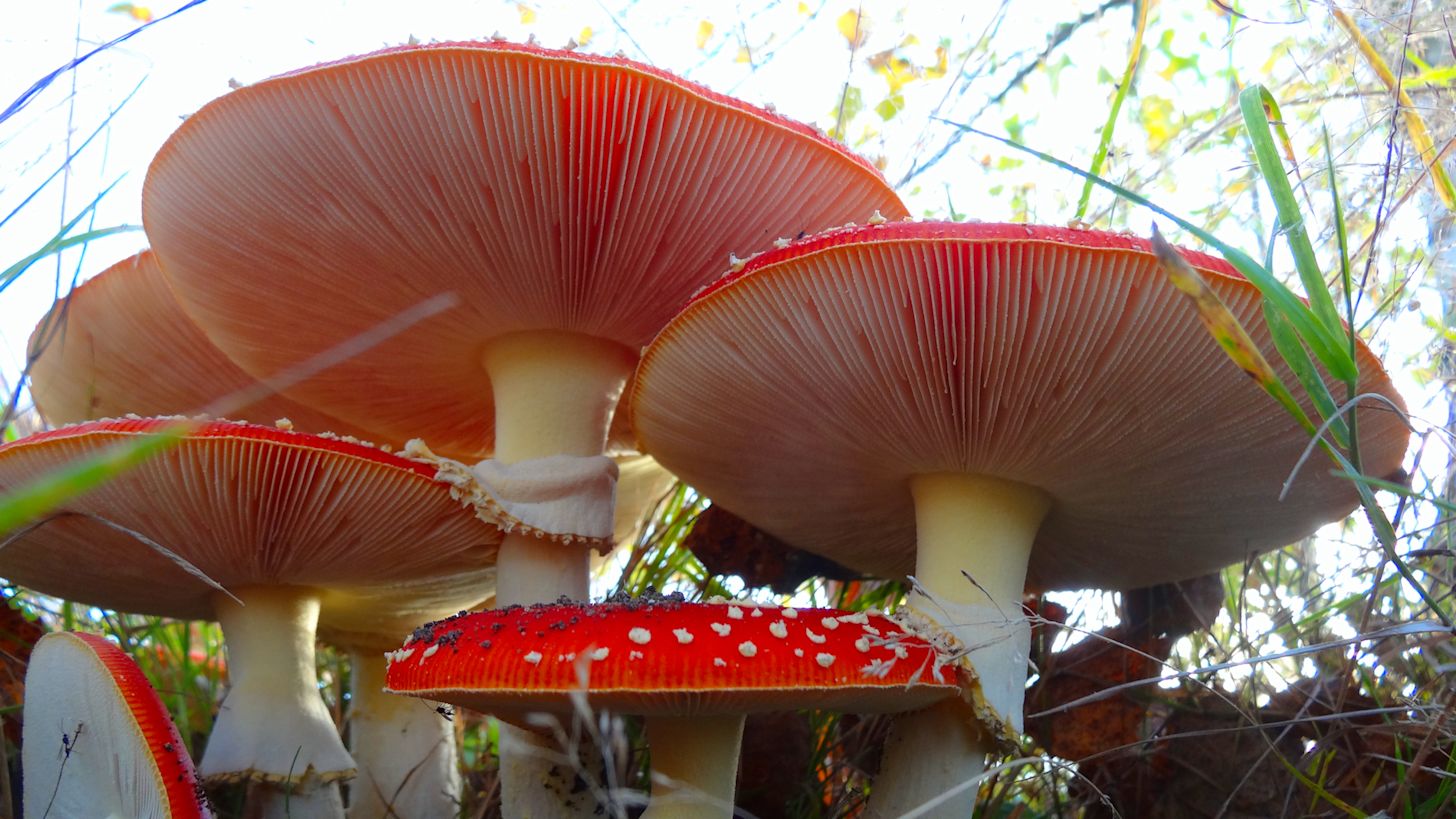 paddenstoel, herfst, oktober, vliegenzwam