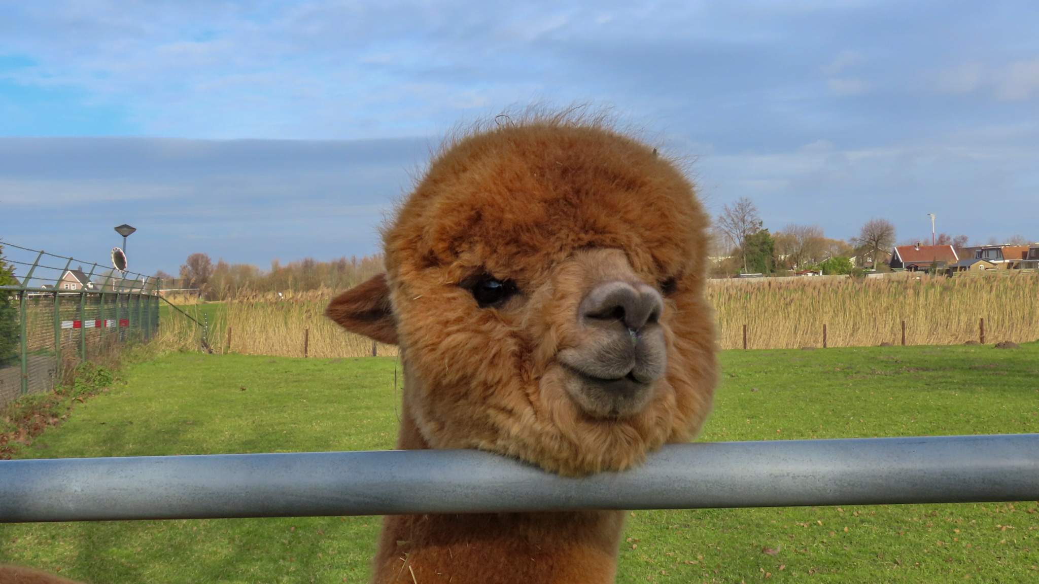 Alpaca geniet van droog weer. Foto: Astrid Wiessner Hoog