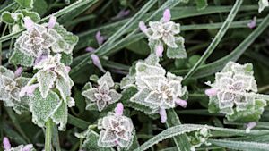 Maandverwachting: zacht herfstweer of eerste winterse kansjes?