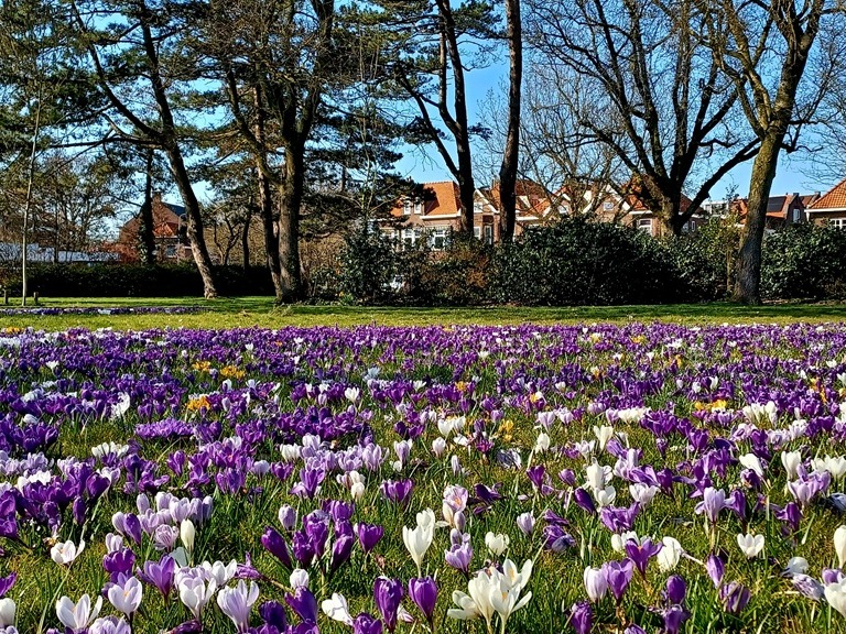 De astronomische lente begint lenteachtig. Foto: Anne-Marie van Iersel