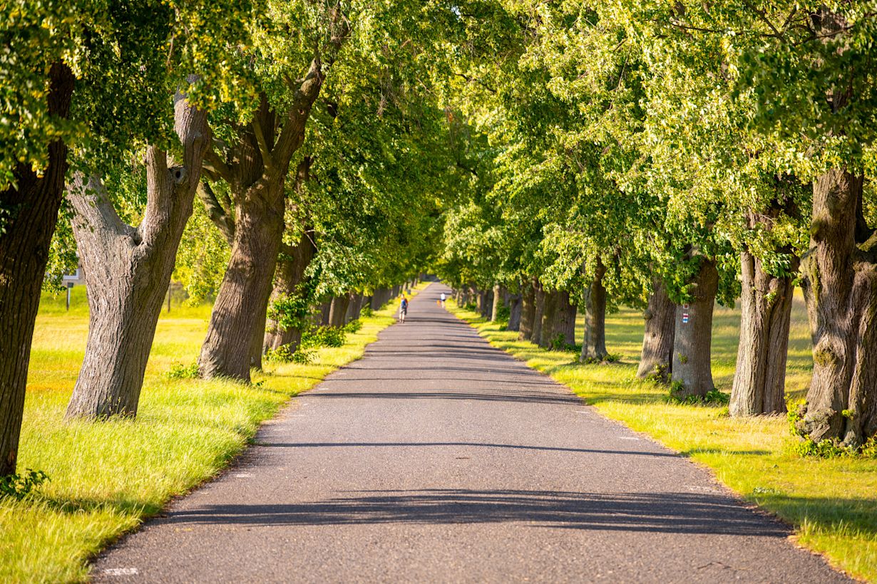 Na een lange droge periode kan het asfalt onder bomen soms plakken. Foto: Adobe Stock / pyty.