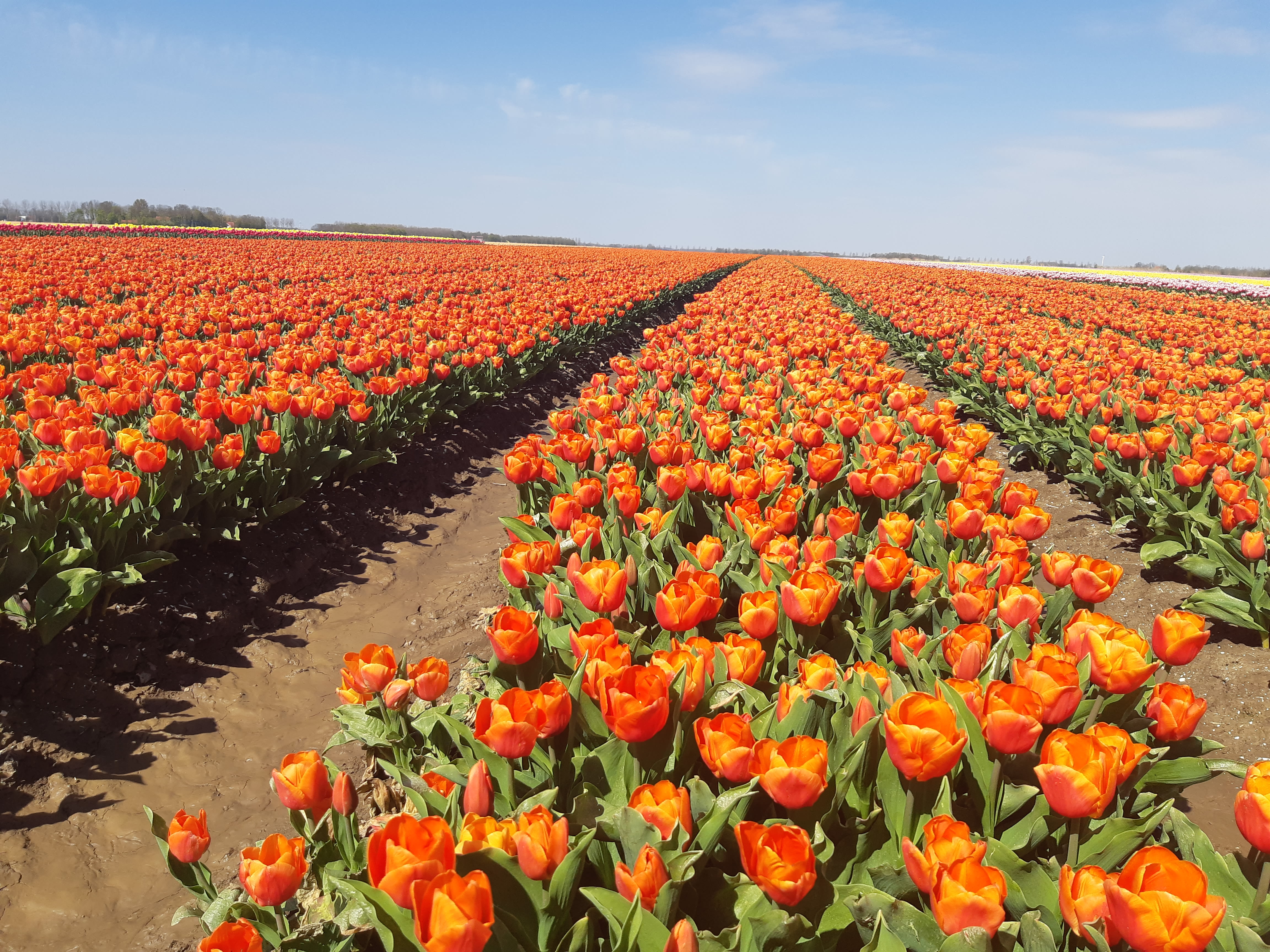 Zullen we meer van dan dit soort lenteachtige plaatjes zien met Koningsdag? Foto: Herman Zoelman