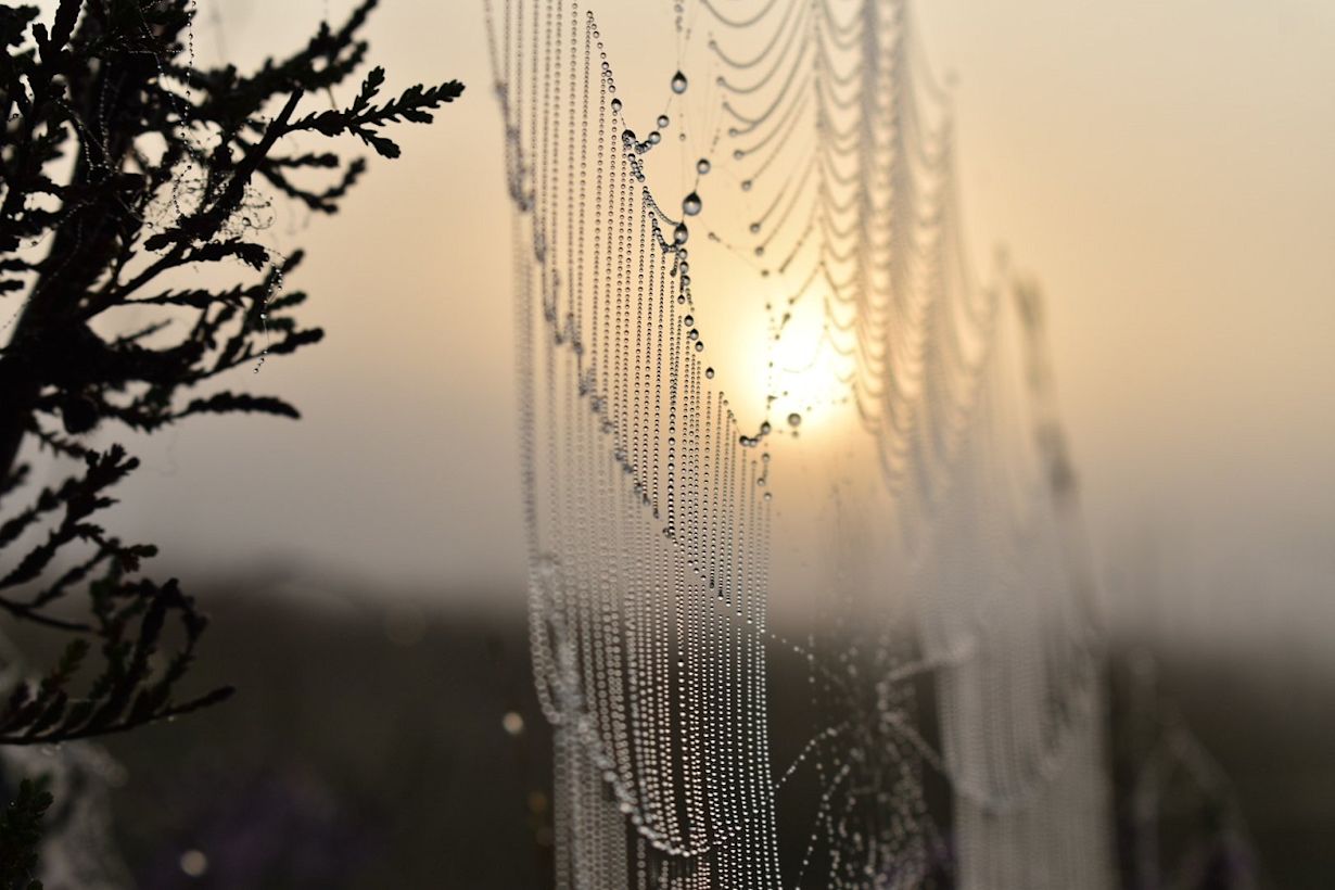 Spinnenweb met dauwdruppels. Foto: Willem van Nunen.
