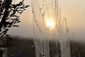 Waarom zijn er in de herfst zoveel spinnenwebben?