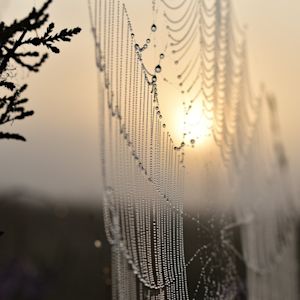 Waarom zijn er in de herfst zoveel spinnenwebben?
