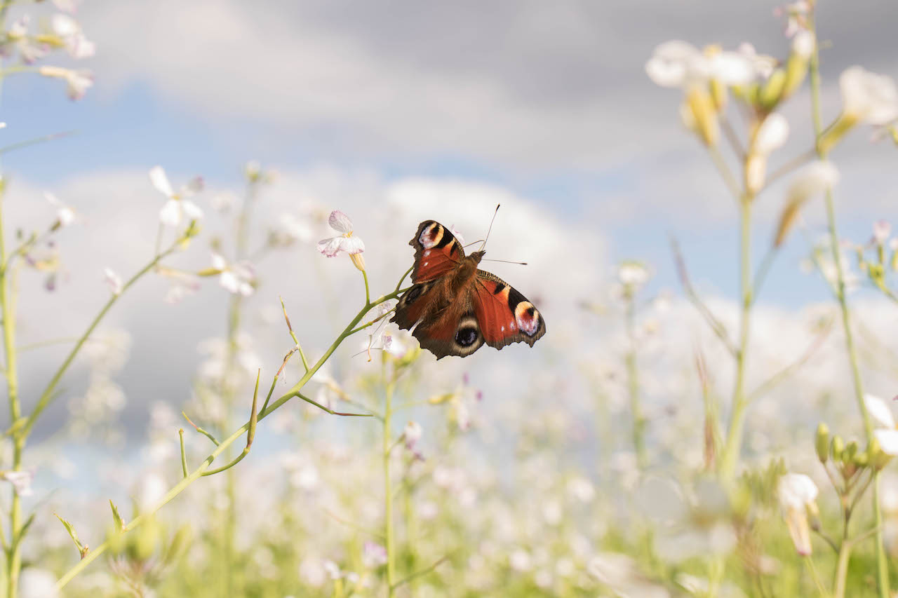 Het weer en de hoeveelheid vlinders hangen sterk samen met elkaar. Foto: Rob Beckers