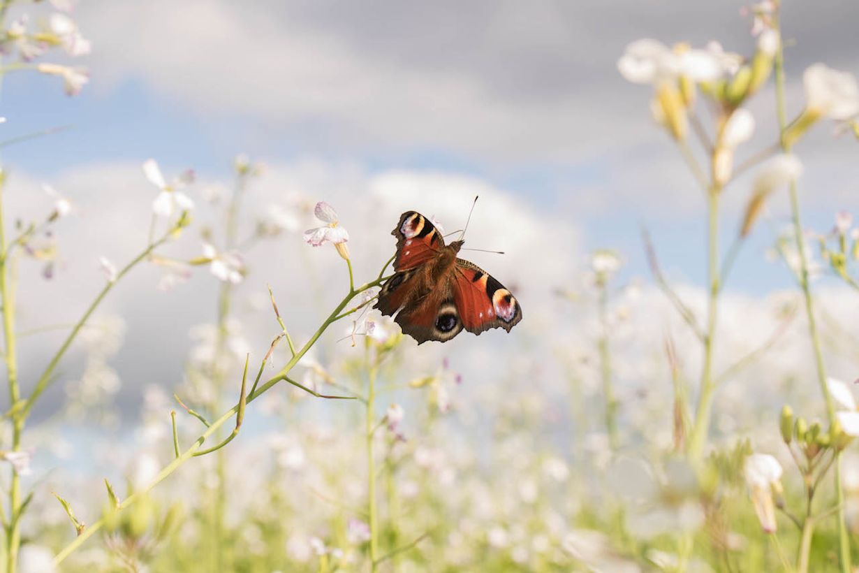 Het weer en de hoeveelheid vlinders hangen sterk samen met elkaar. Foto: Rob Beckers