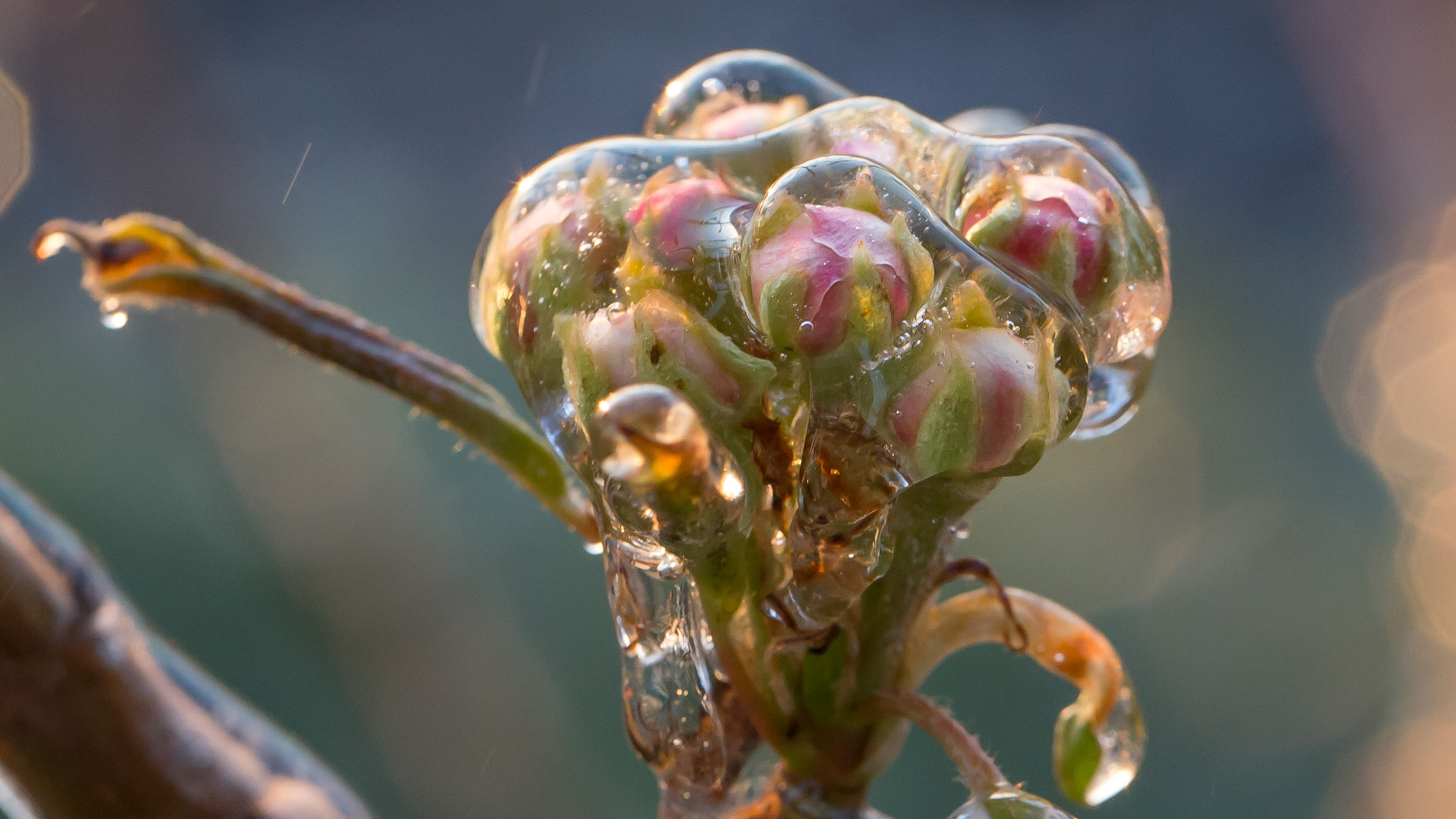 IJslaagje om bloesemknop beschermt fruitboom tegen vorst. Foto: Ab Donker