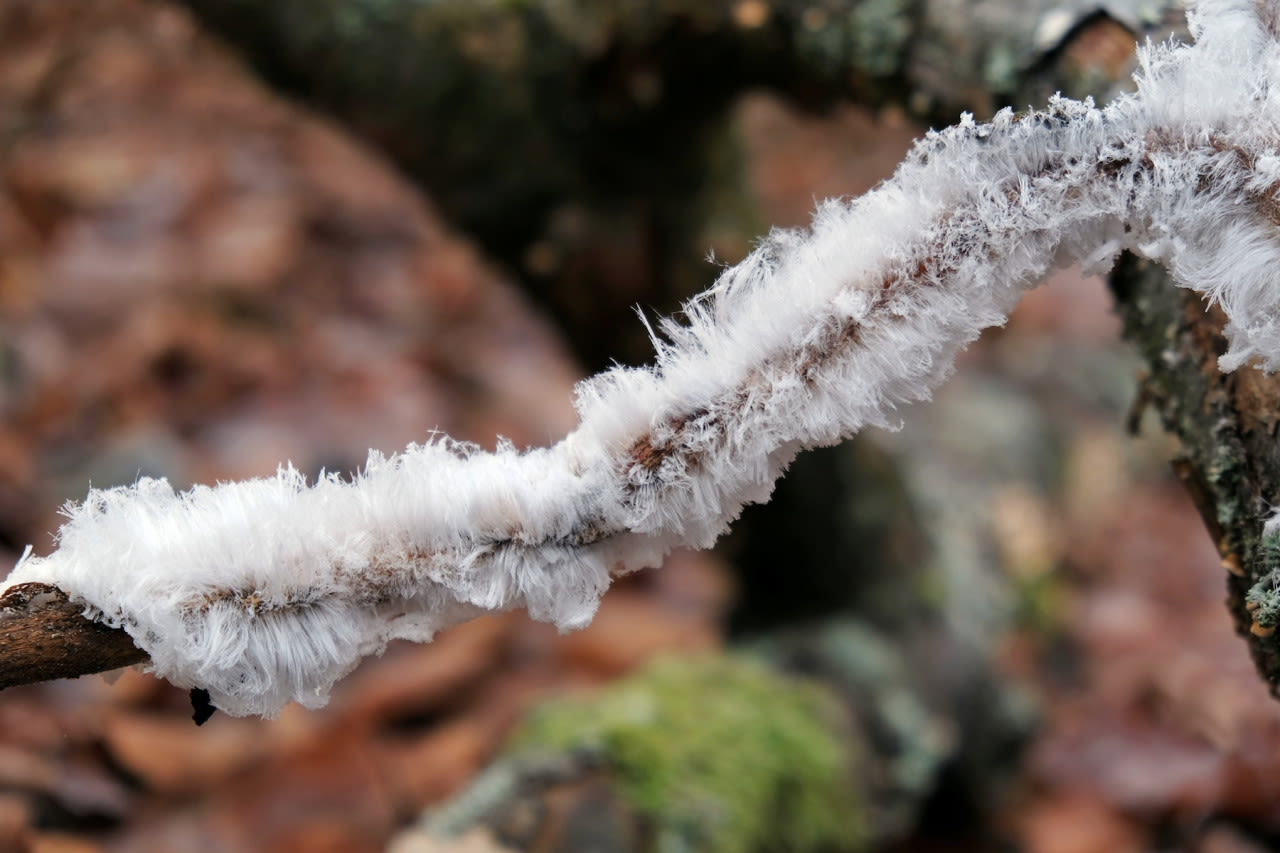 IJshaar op een tak in het bos. Foto: Adobe Stock / Iwona.