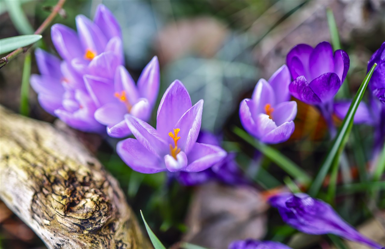 Door hogere temperaturen staan lenteplanten al eerder in bloei. Foto: EPA / Hannibal Hanschke