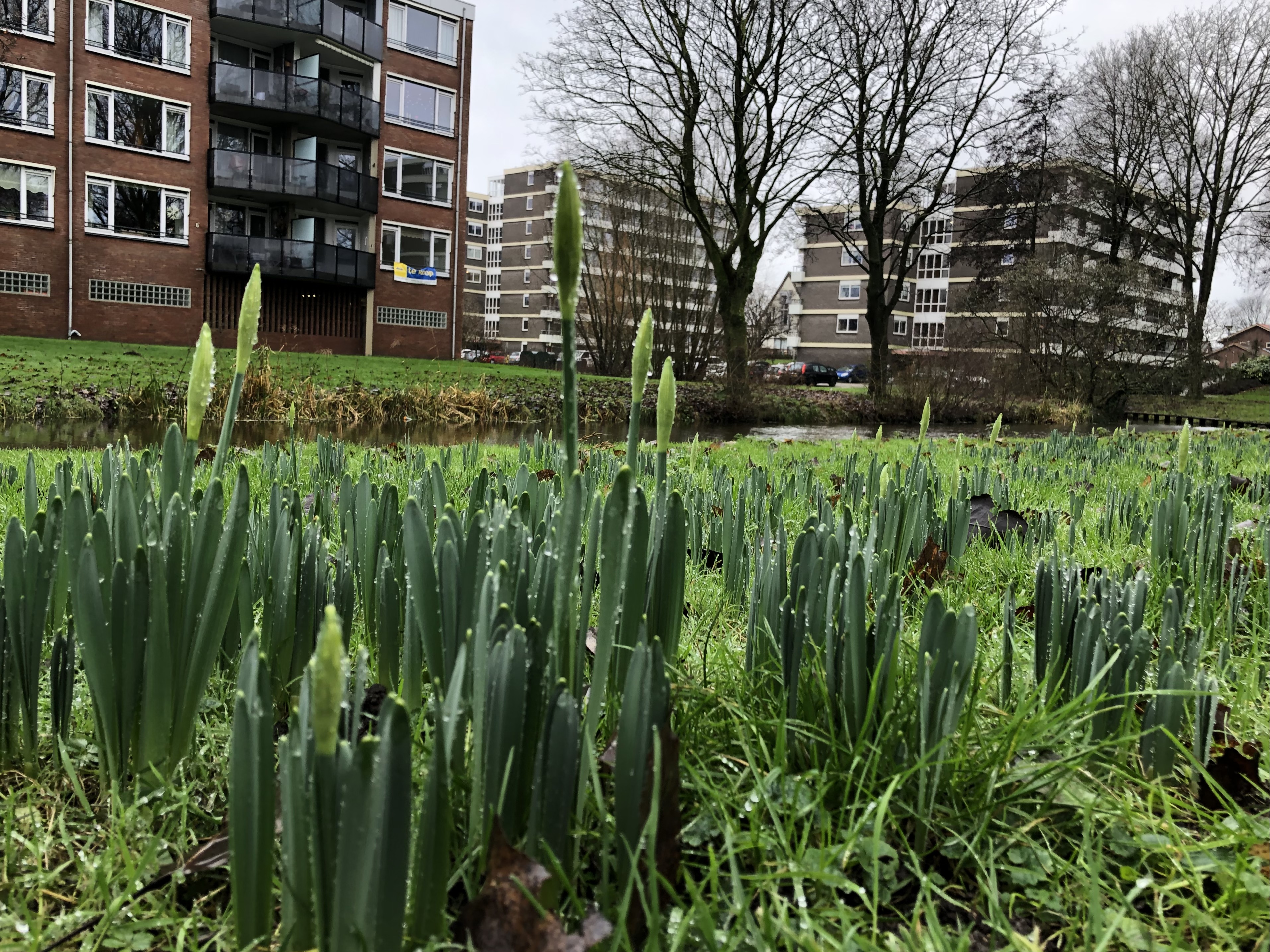 Narcissen komen al op, eind december zeer zacht