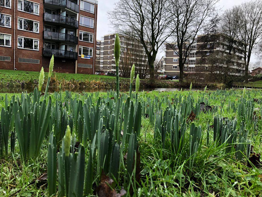Narcissen komen al op, eind december zeer zacht