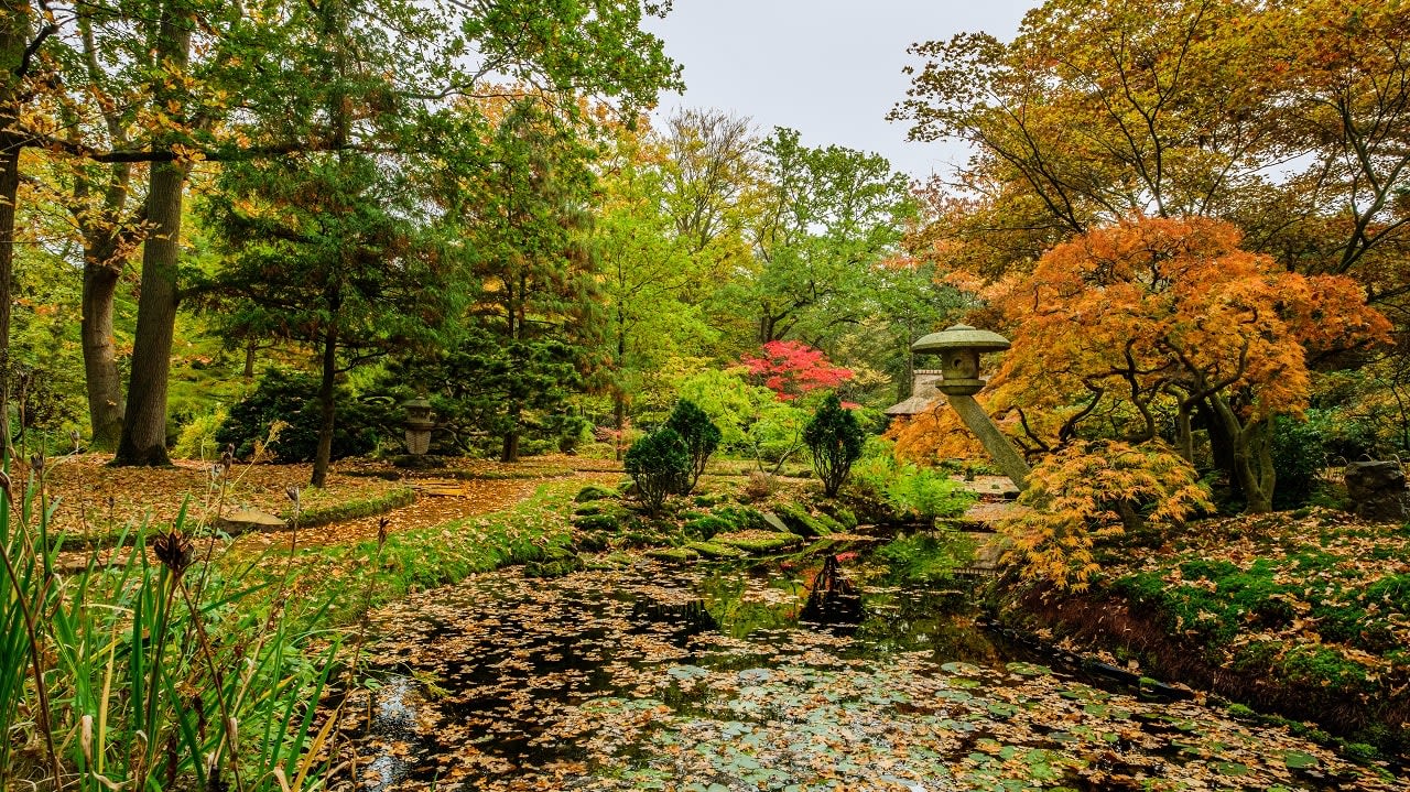 Japanse Esdoorn. Foto: AdobeStock / FotoCorn