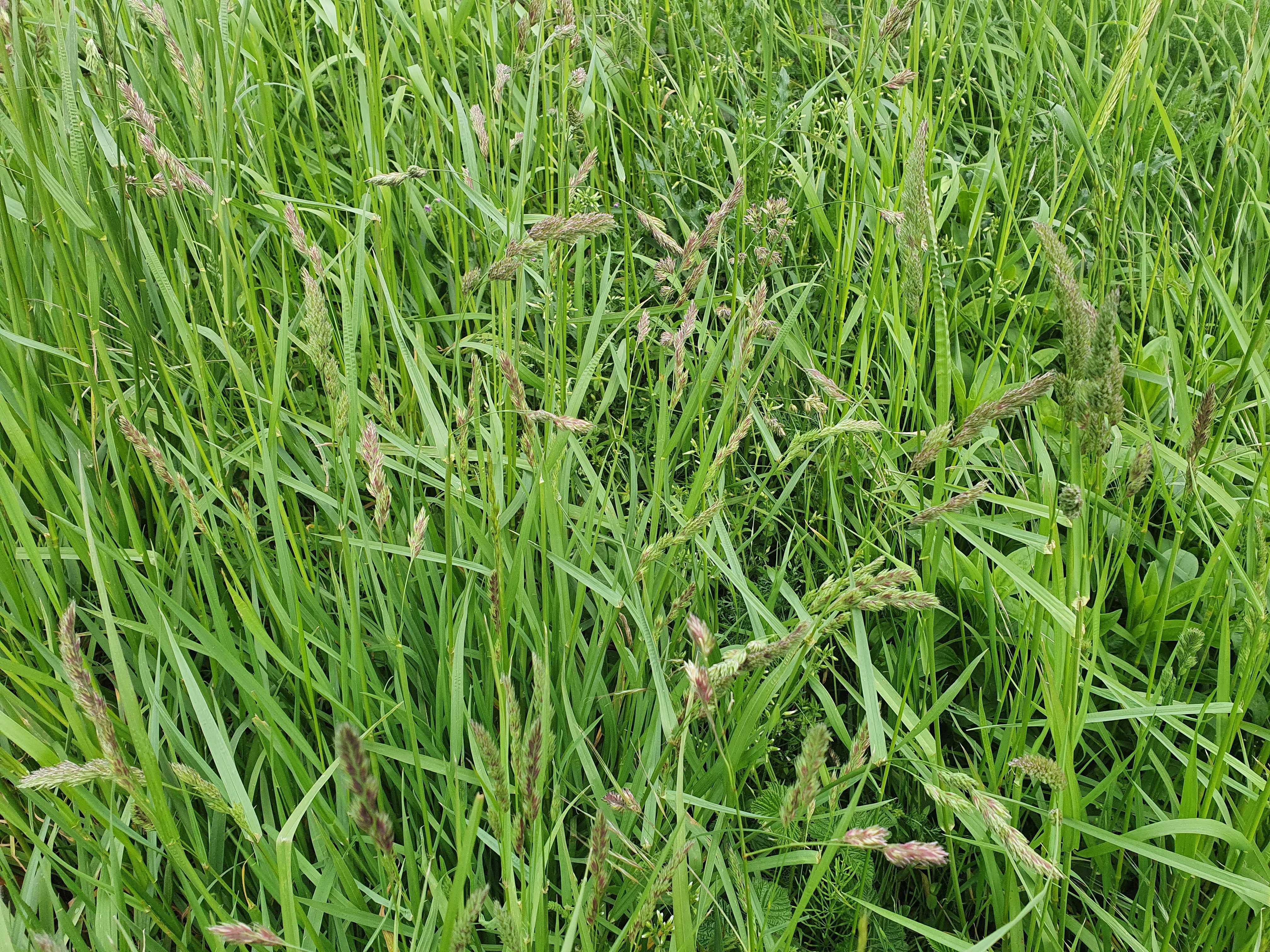 hooikoorts, gras, grassen
Johnny Willemsen
