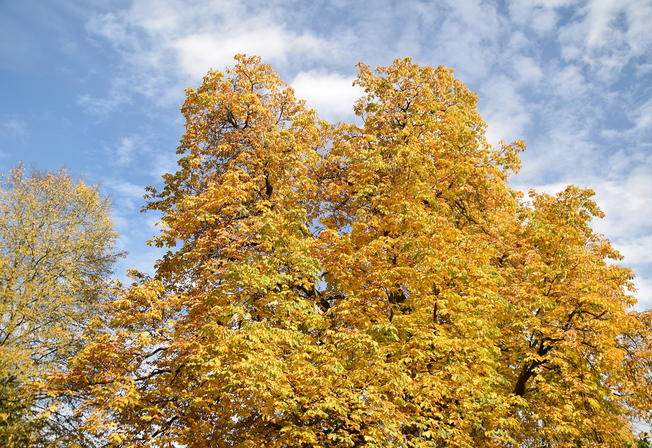 Kleurende bomen tijdens de Indian Summer. Foto: Marlinde Hamzink.