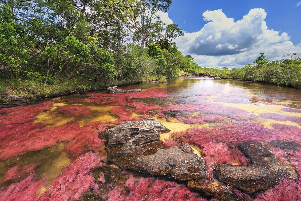 Caño Cristales. Foto: Adobe Stock / Sunsinger.