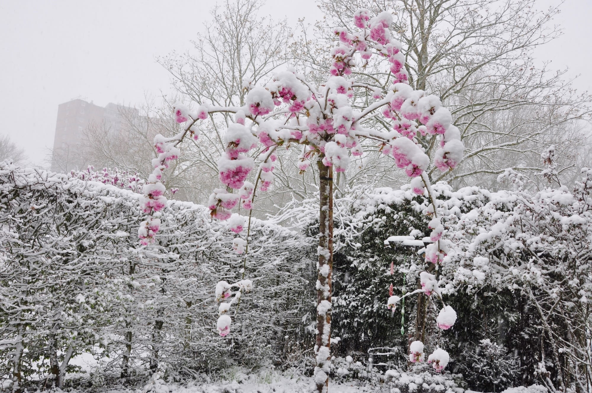Sneeuw op bloesemboom, april 2021. Foto: Marina Nefkens