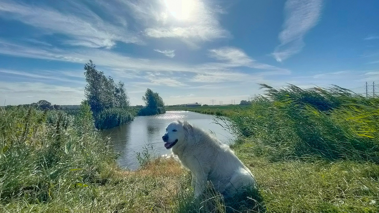 De hondsdagen zijn weer begonnen. Foto: Astrid Wiessner Hoog