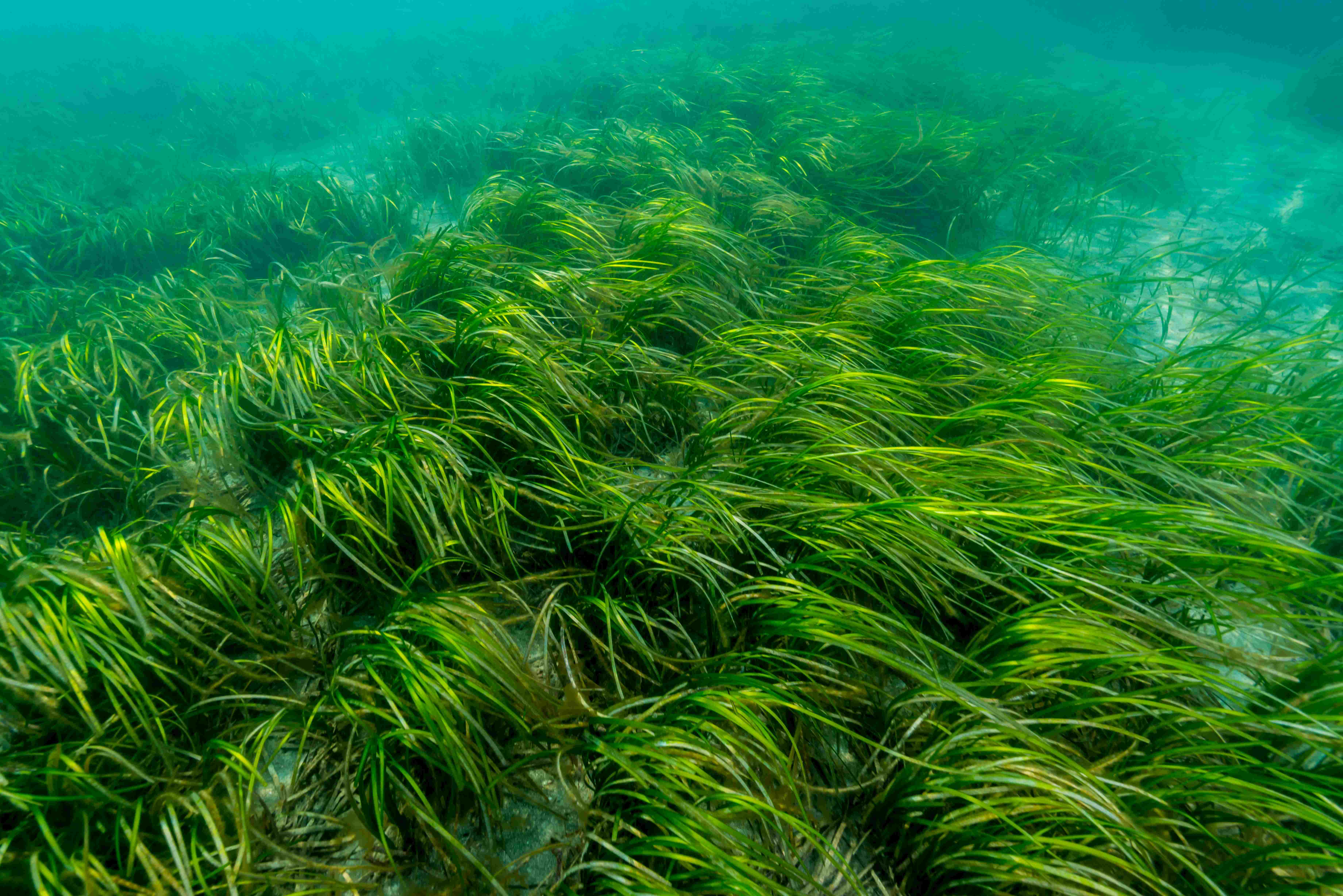 In de tropische Krijtzee groeide zeegras en algen. Foto: Adobe Stock/ divedog