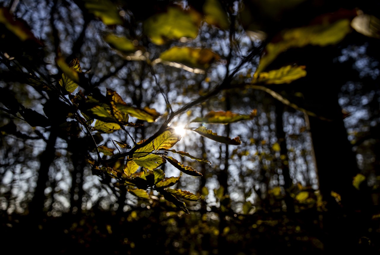 Koeler in het bos, Foto: ANP KOEN VAN WEEL