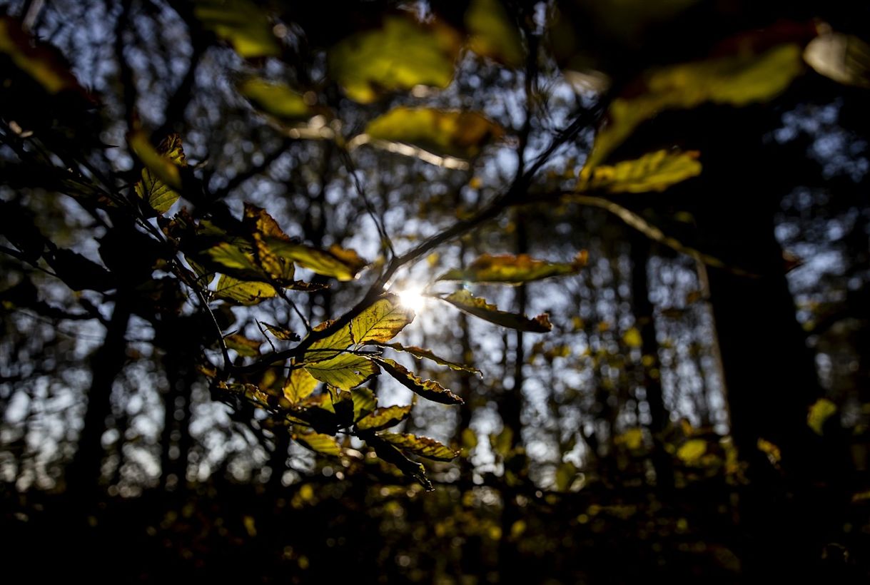 Koeler in het bos, Foto: ANP KOEN VAN WEEL