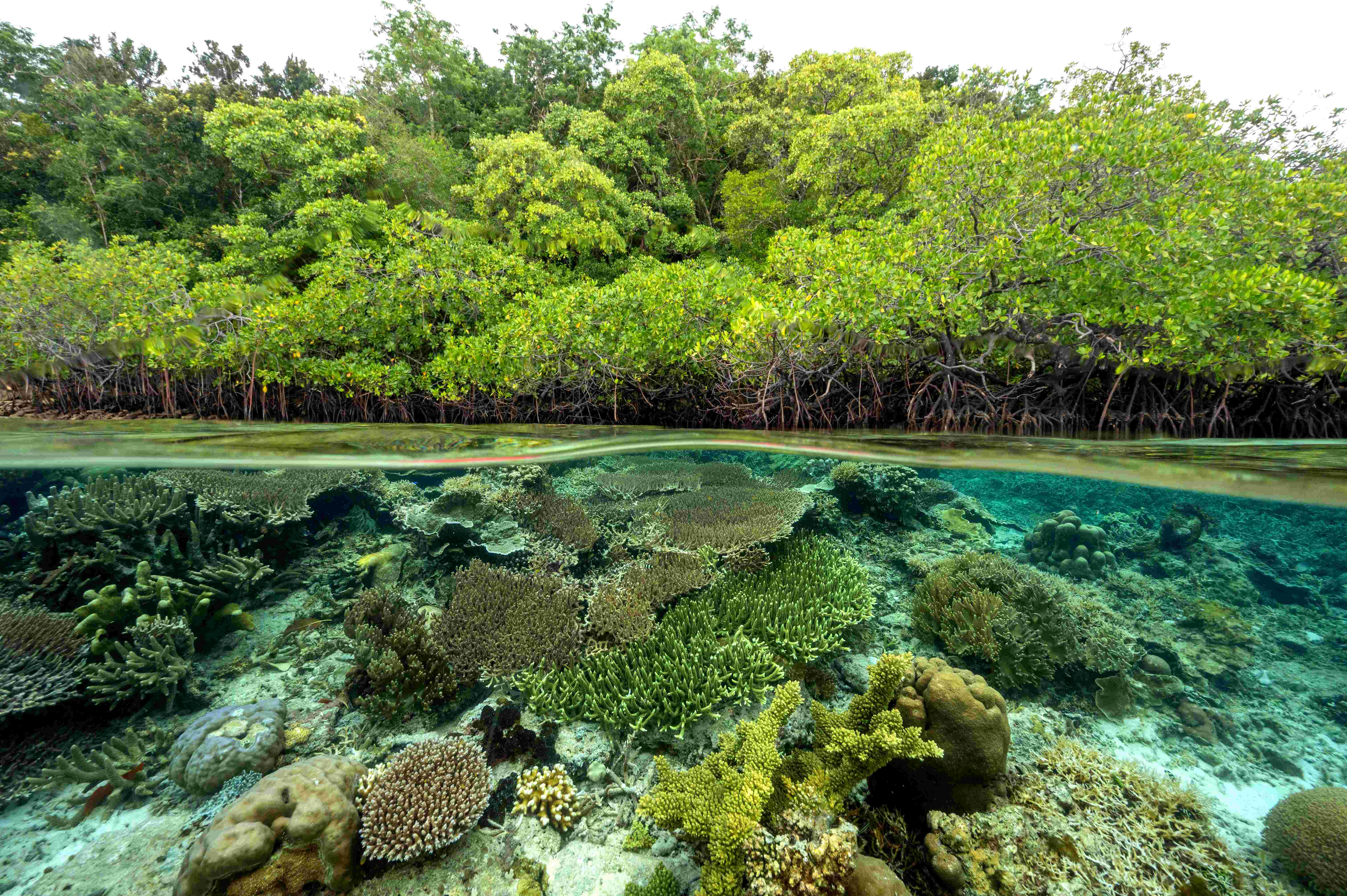 In Nederland was er een subtropisch klimaat met mangroves en lagunes. Foto: Adobe Stock/ anemone
