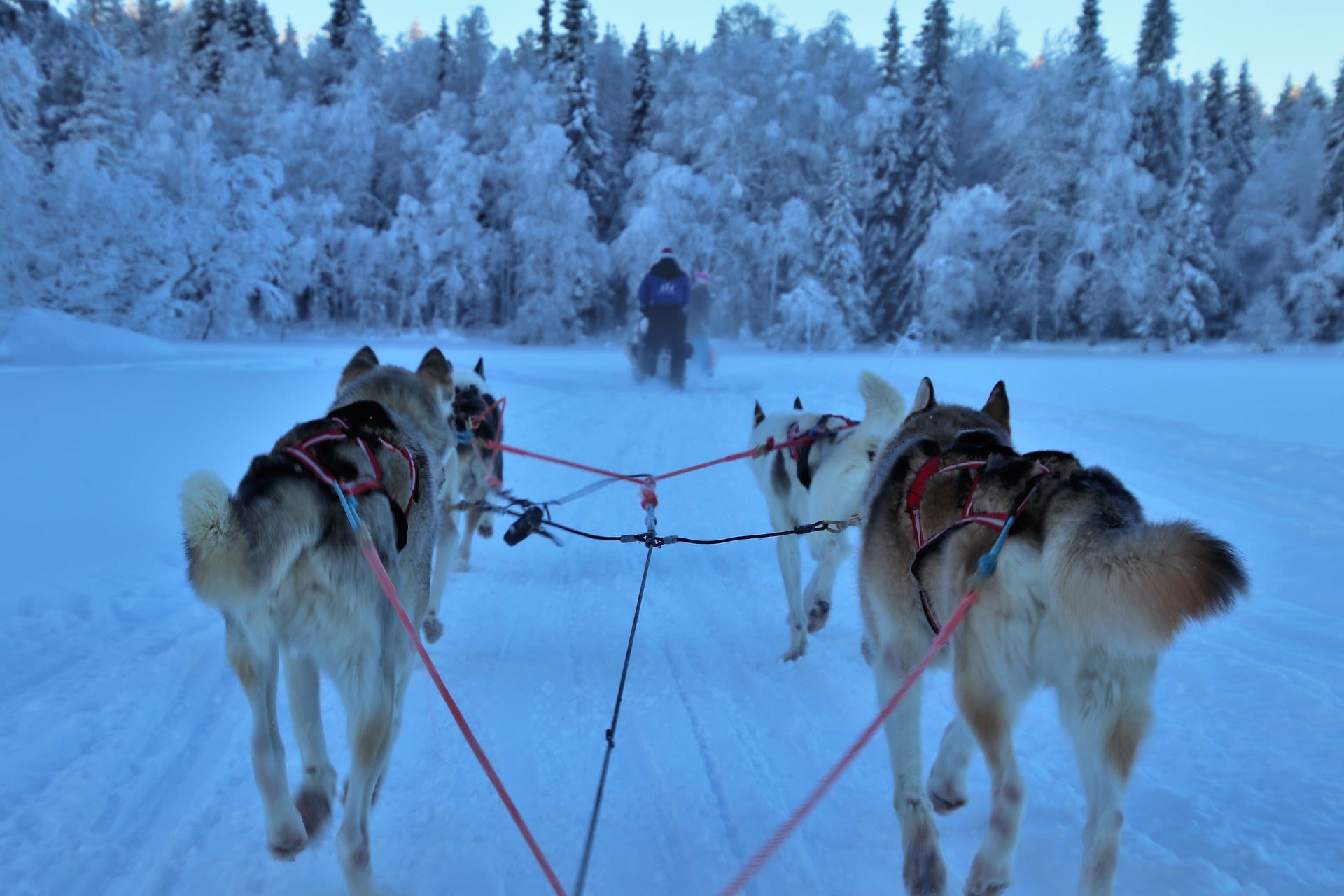 Husky safari in Lapland. Foto: Pixabay