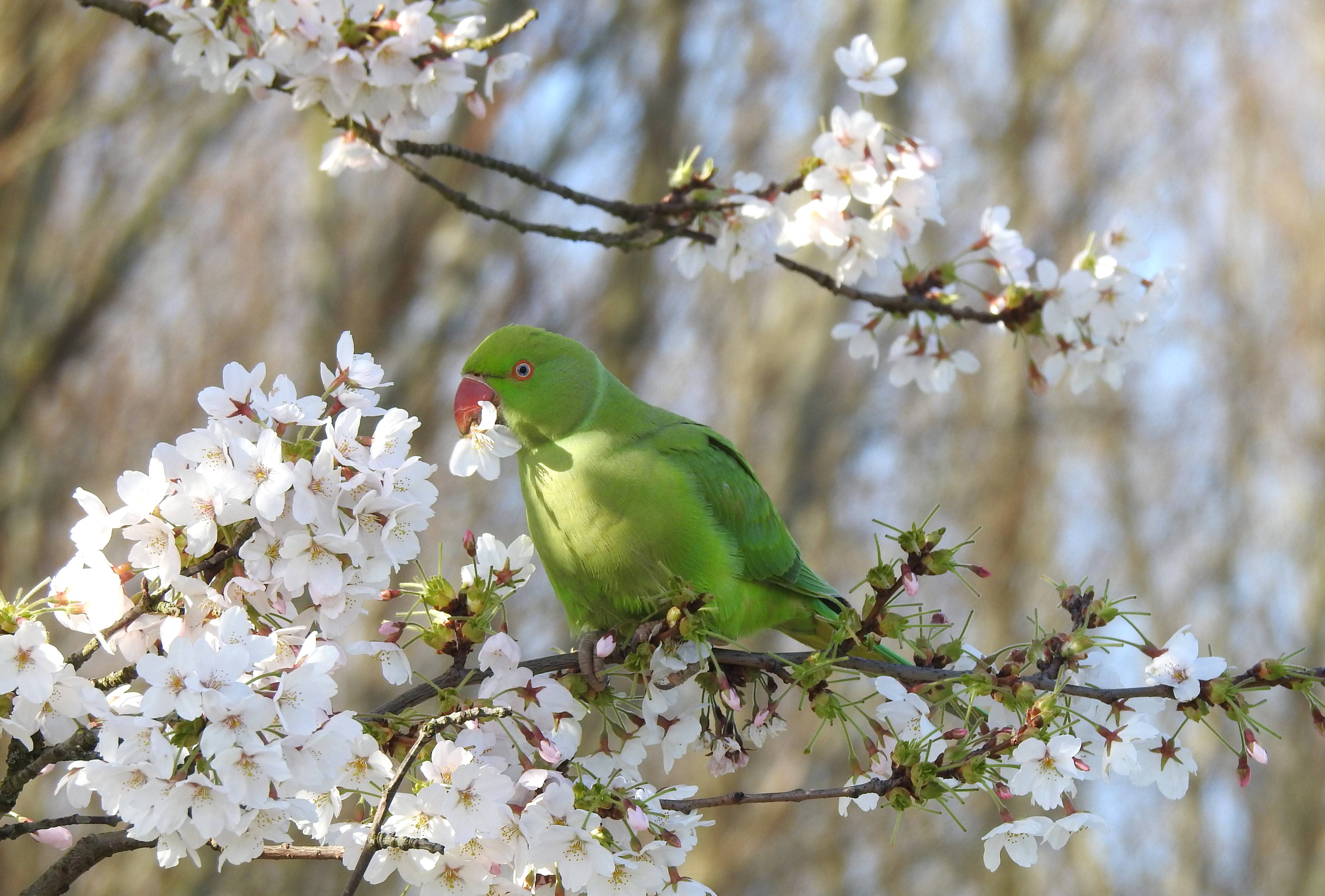 Dit vogeltje geniet ook van de bloesem. Foto: Pia Legerstee