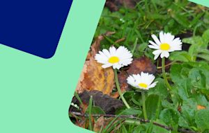 Energieweerbericht: nog steeds erg zacht