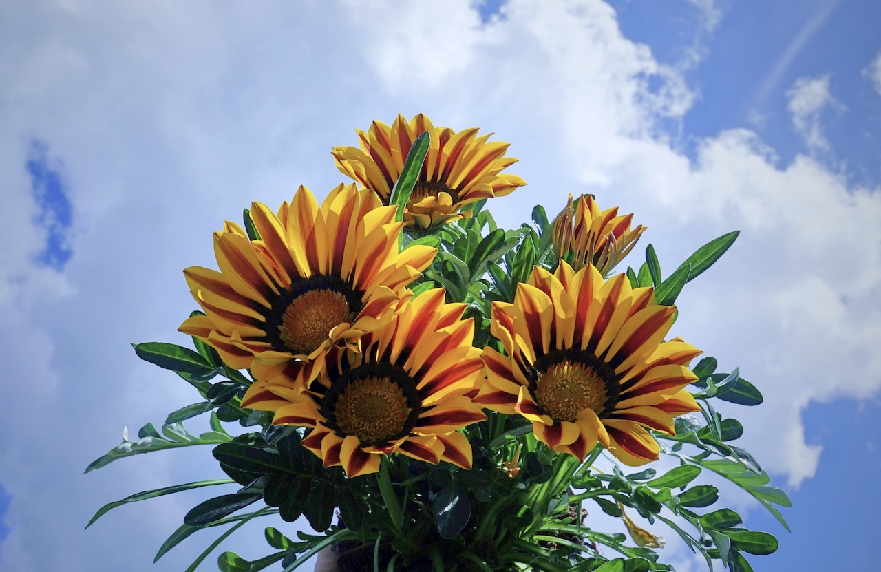 bloemen,  moederdag
Foto: Marinette Raaijmakers