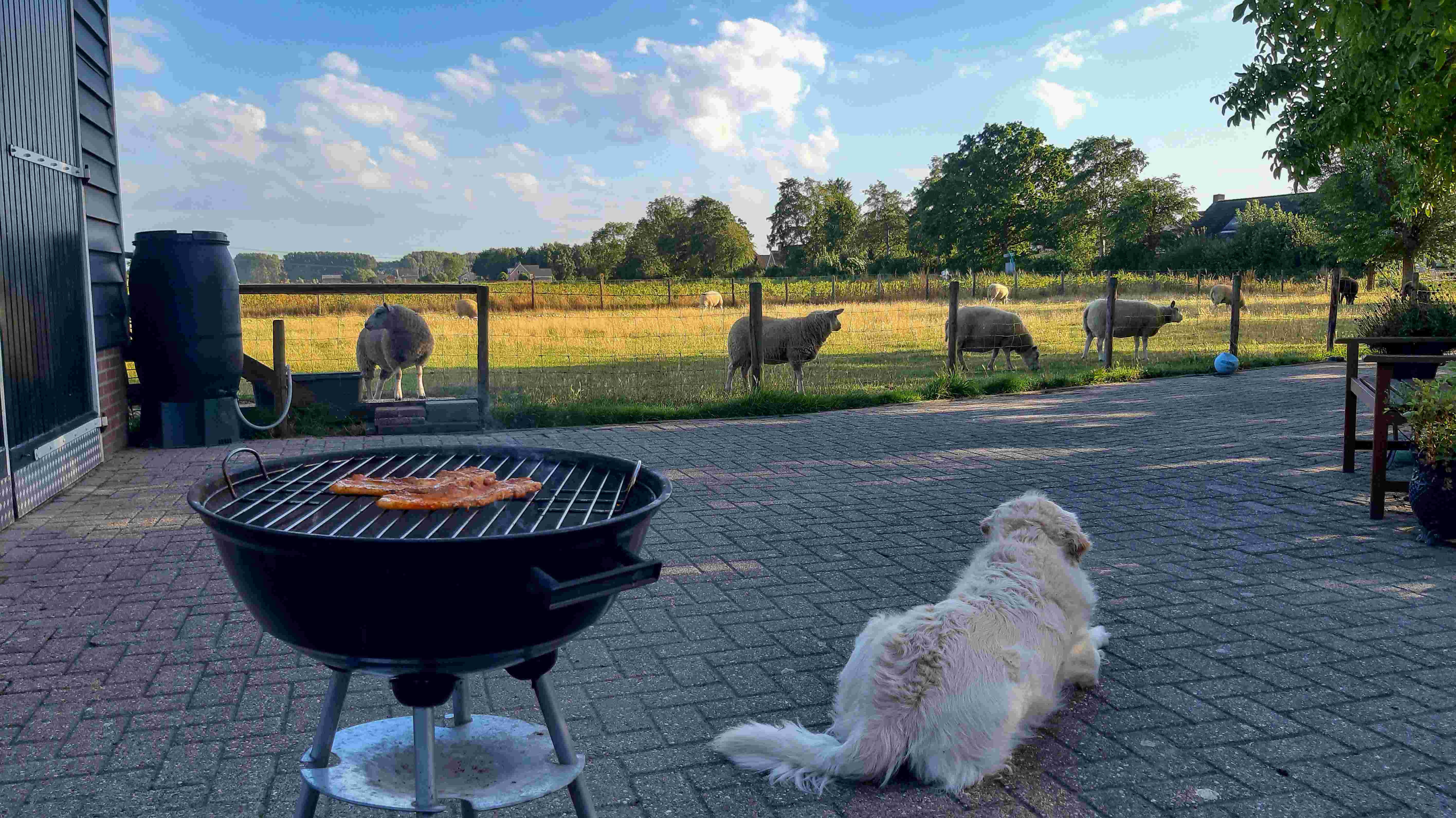 Barbecueweer. Foto: Astrid Wiessner Hoog
