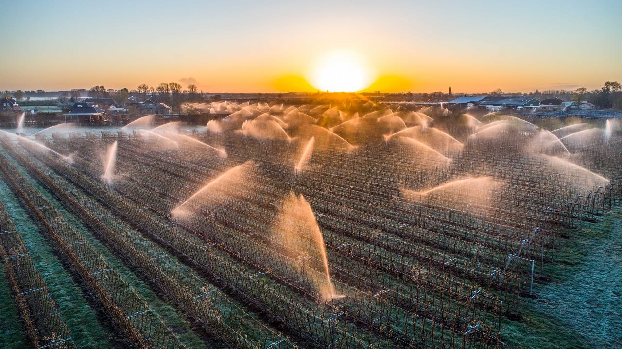 beregenen fruitbomen, vorst
Foto: Ab Donker