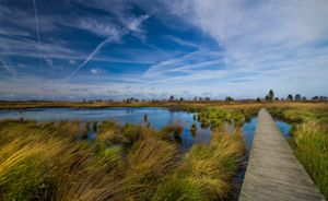 Wat zijn de gevolgen van droogte op veengebieden in België?