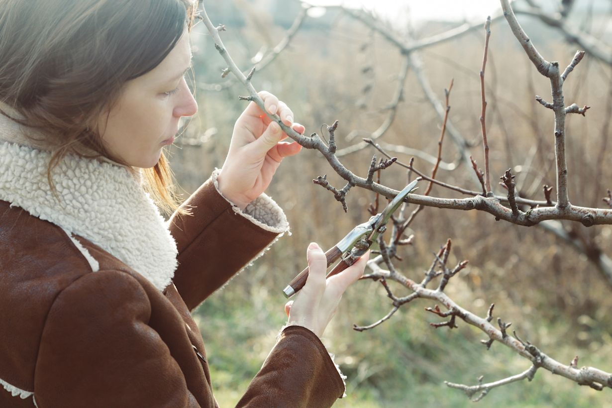Snoeien in de winter. Foto: Adobe Stock / triocean