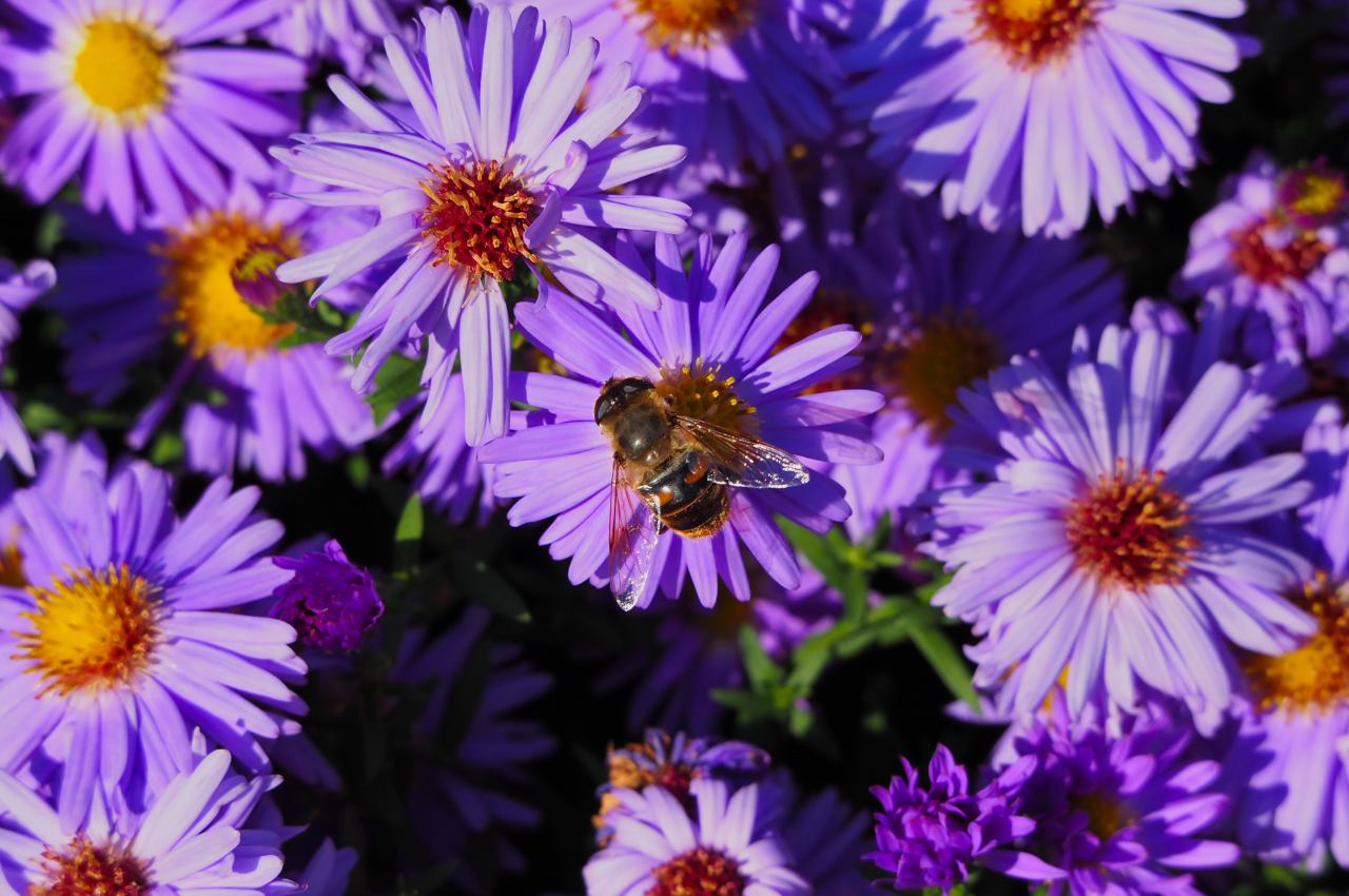 De aster trekt bijen en vlinders aan. Foto: Hans van Loenen