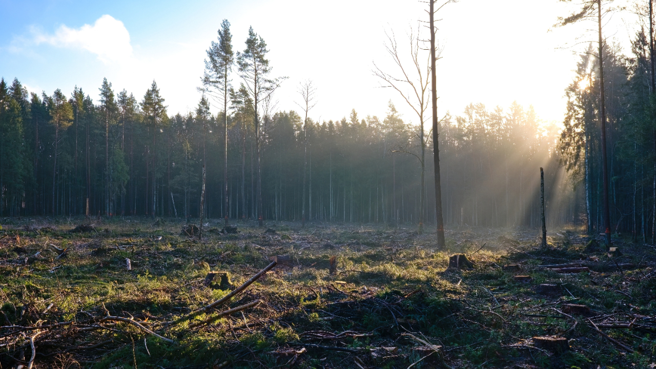 Zo lijden de Europese bossen onder klimaatverandering