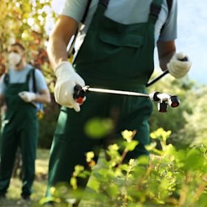 Krijgen we in Nederland meer ongedierte door klimaatverandering?