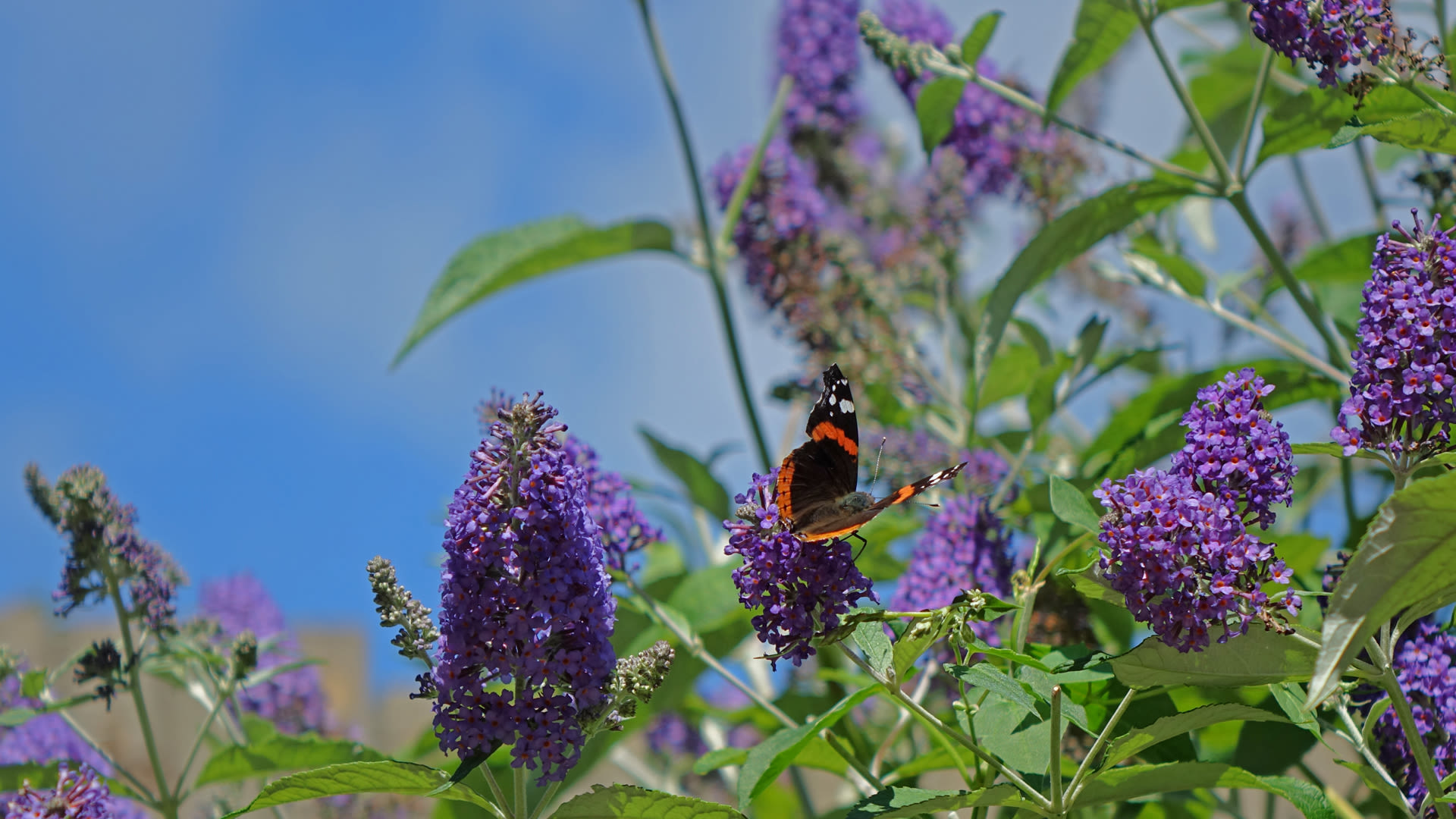 Vlinderstuik met vlinder. Foto: Carla Versteege
