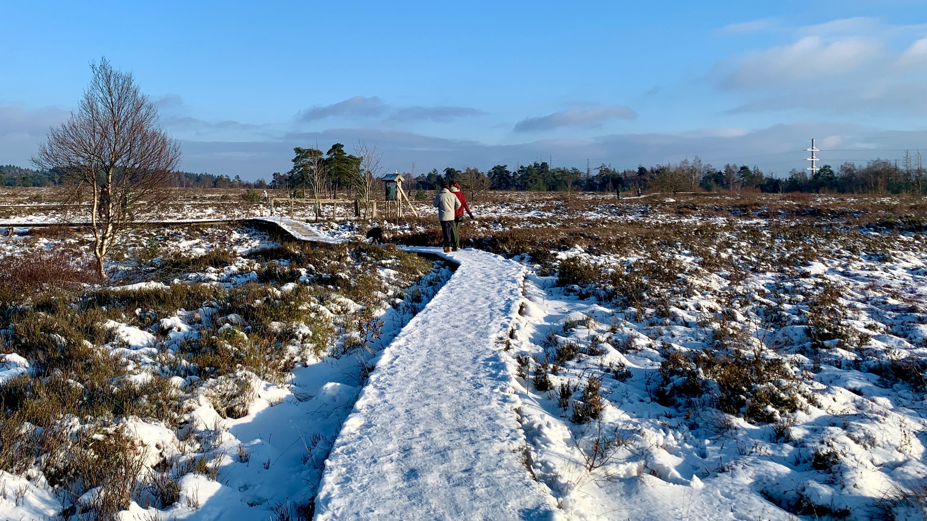 Een wandeling in de sneeuw in de Hoge Venen: Foto: Yannick Damen