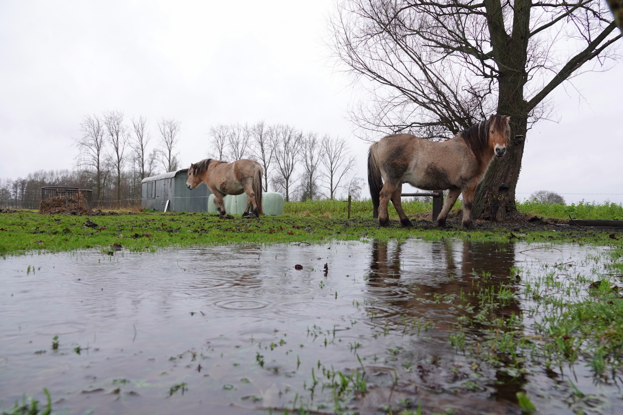 De winter was zacht en kletsnat. Foto: Ben Saanen