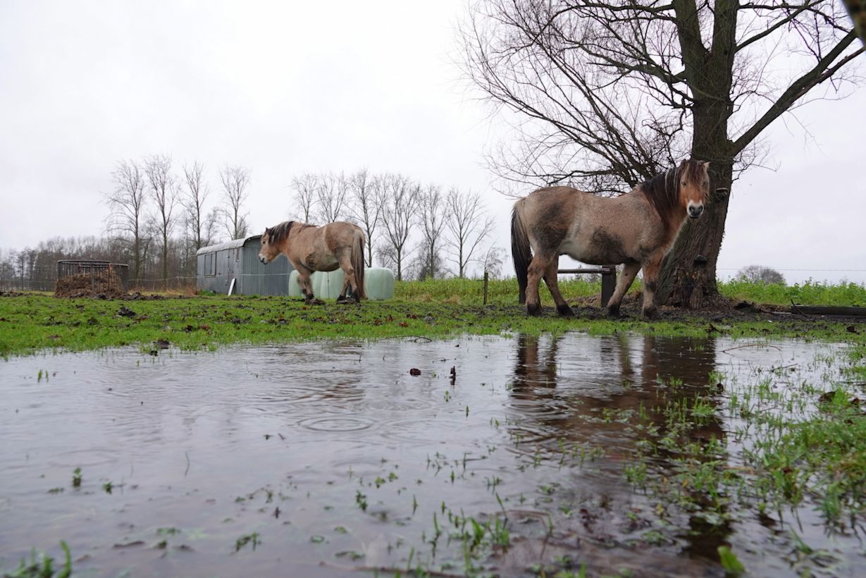 De winter was zacht en kletsnat. Foto: Ben Saanen