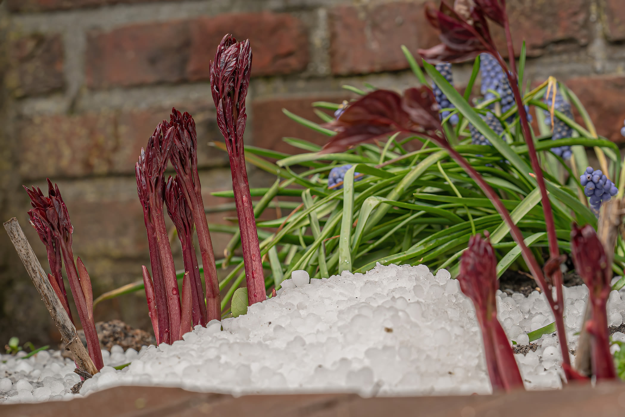 Hagel, winterse buien, voorjaar
Foto: Chris Biesheuvel