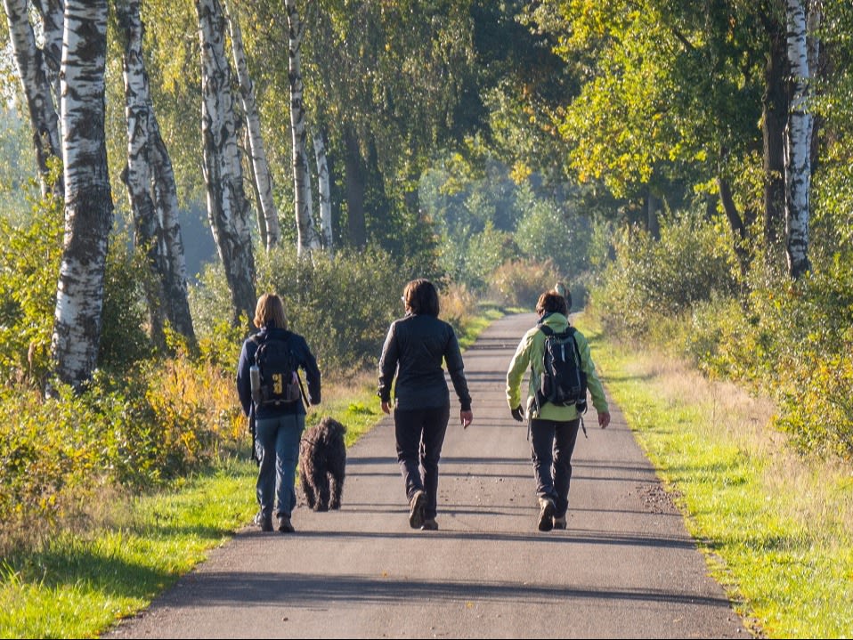 Herfstwandeling door het bos. Foto: Jos Hebben