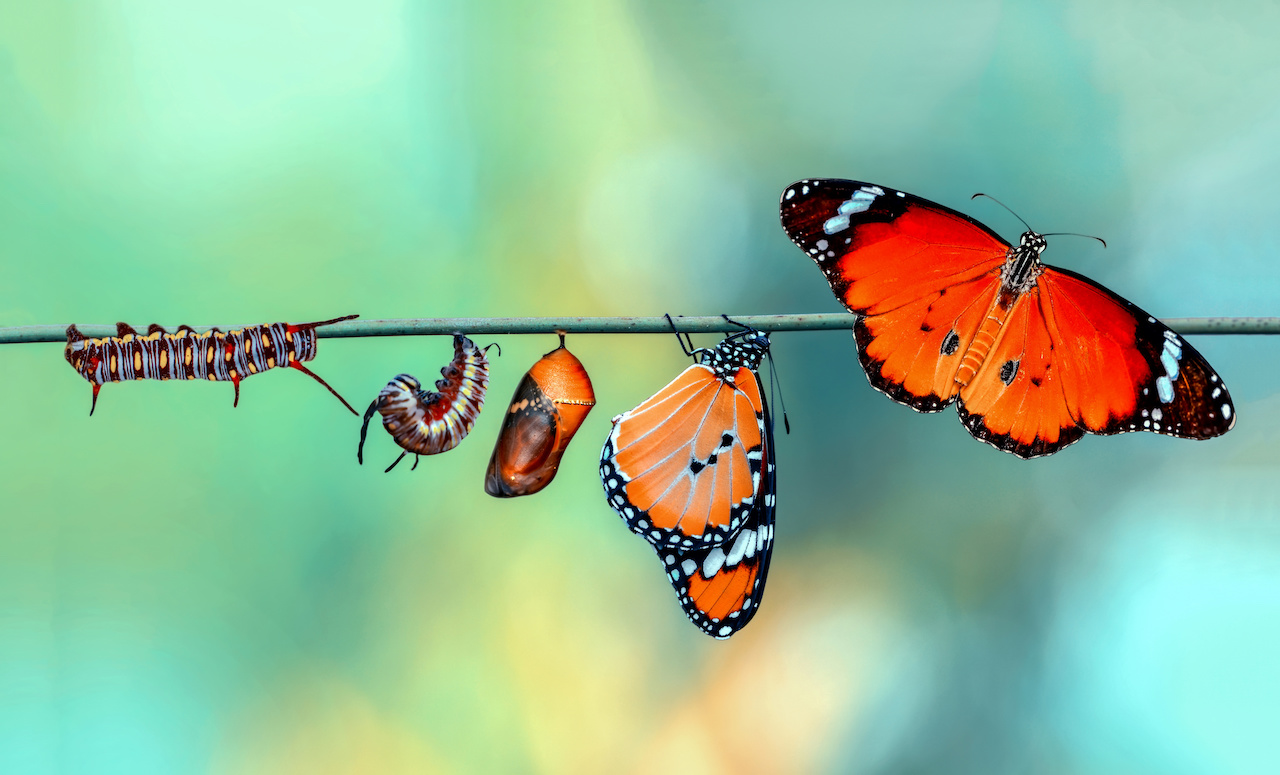 Dit is de invloed van het weer op de evolutie van rups naar vlinder
