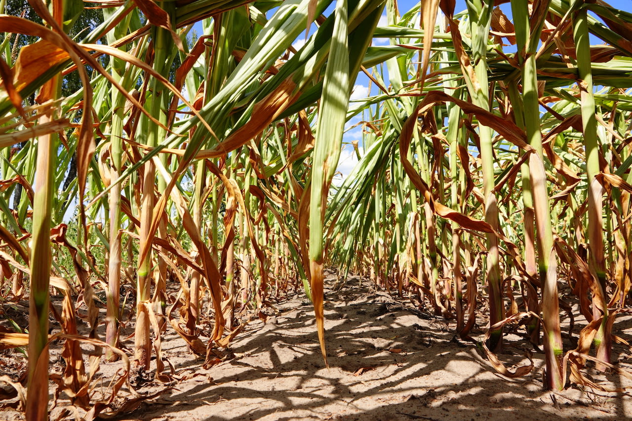 Mais krijgt op steeds meer plaatsen last van de droogte. Foto: Ben Saanen.