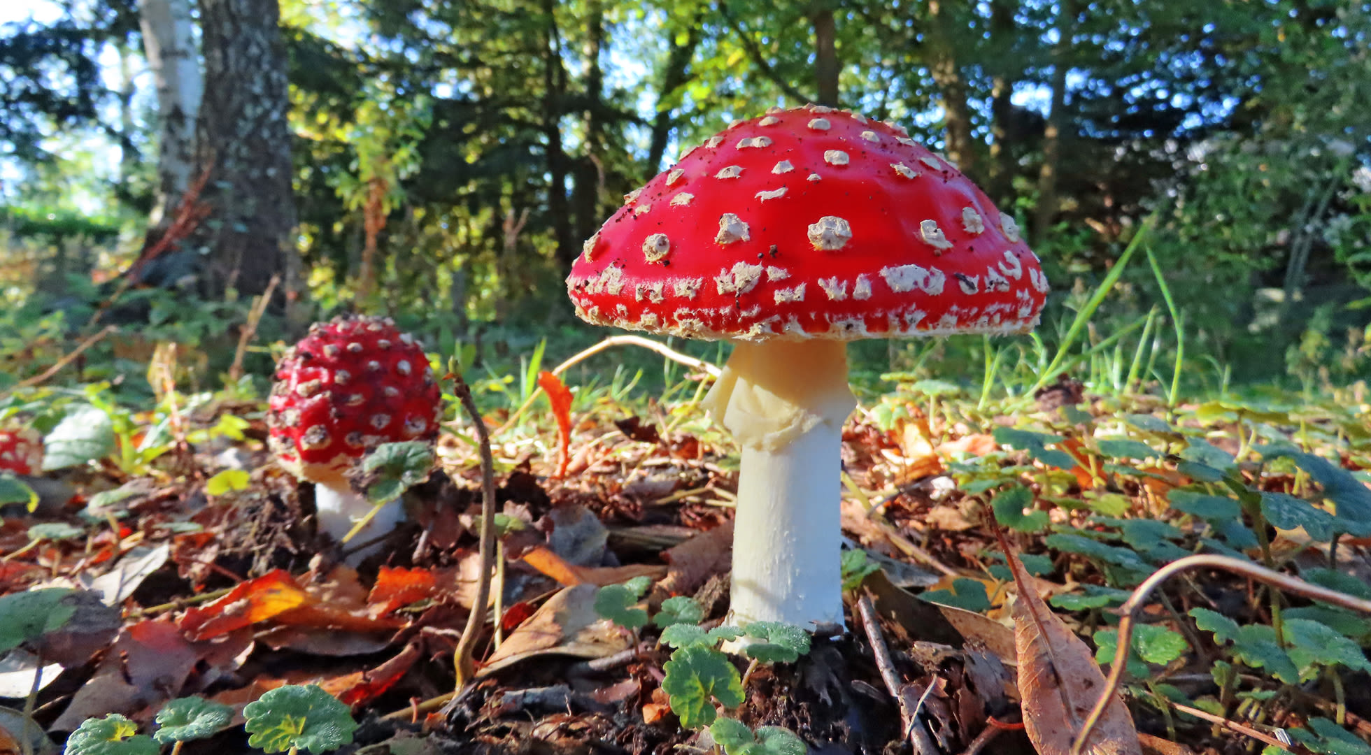 Rood met witte stippen. Foto: Gieny Westra.