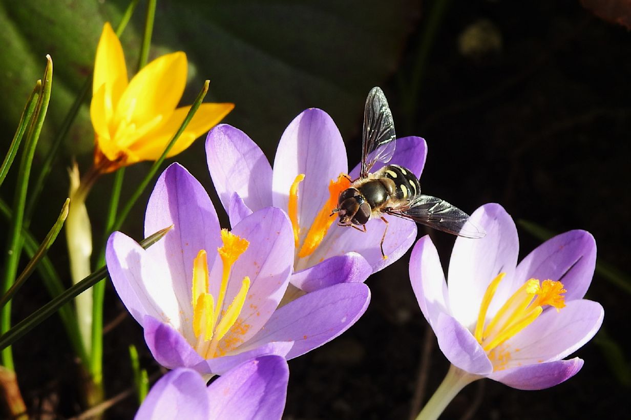 Er kan tijdens de krokusvakantie regelmatig van de zon worden genoten!